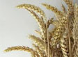 Wheat